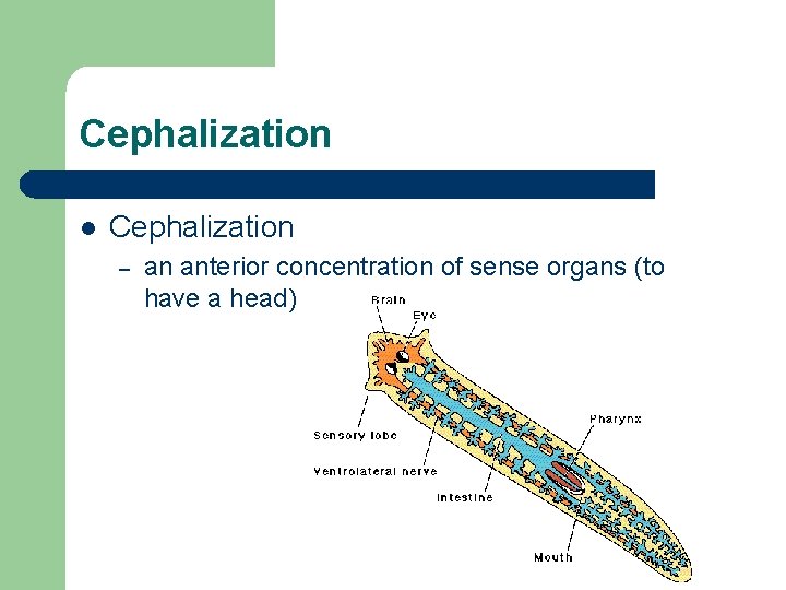 Cephalization l Cephalization – an anterior concentration of sense organs (to have a head)