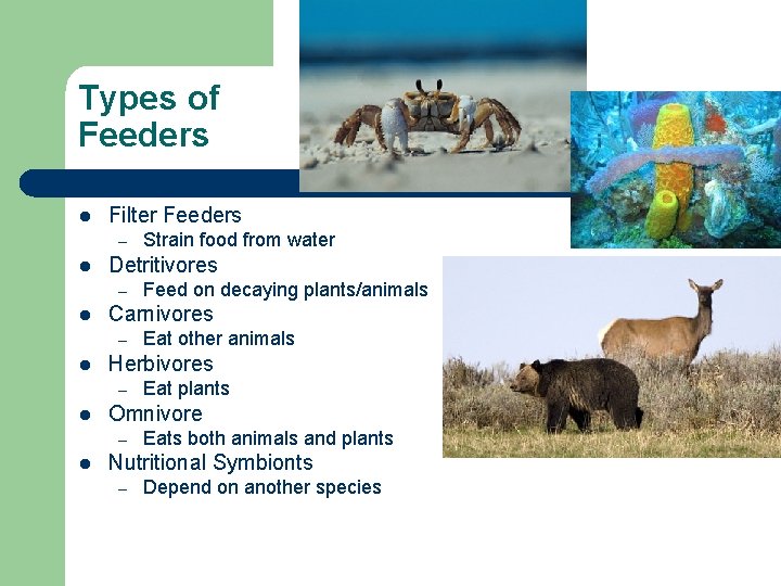 Types of Feeders l Filter Feeders – l Detritivores – l Eat plants Omnivore