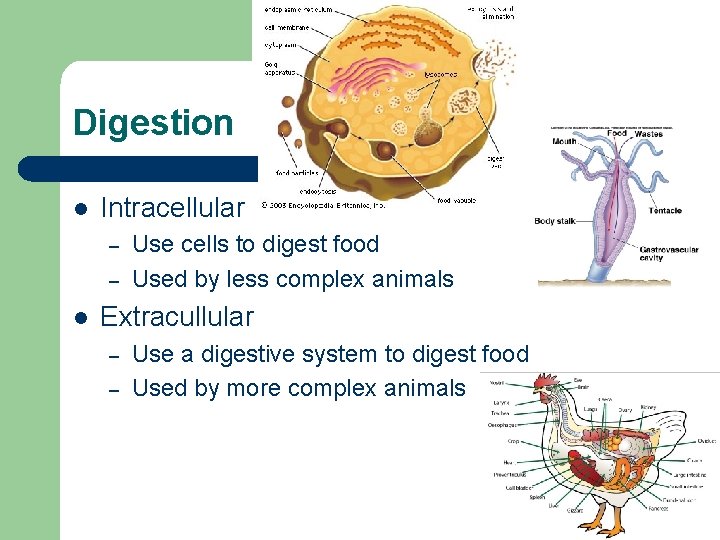 Digestion l Intracellular – – l Use cells to digest food Used by less