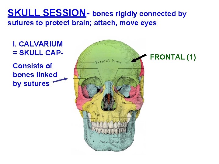 SKULL SESSION- bones rigidly connected by sutures to protect brain; attach, move eyes I.