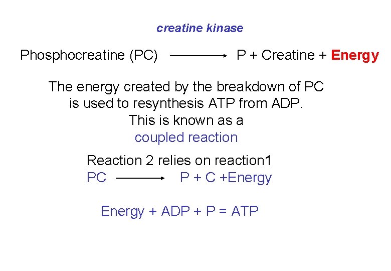 creatine kinase Phosphocreatine (PC) P + Creatine + Energy The energy created by the