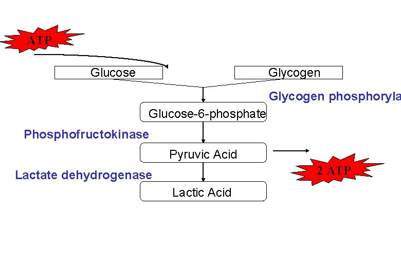 ATP Glucose Glycogen phosphoryla Glucose-6 -phosphate Phosphofructokinase Pyruvic Acid 2 ATP Lactate dehydrogenase Lactic