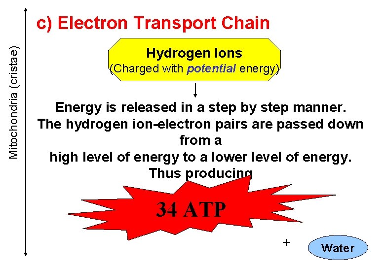 Mitochondria (cristae) c) Electron Transport Chain Hydrogen Ions (Charged with potential energy) Energy is