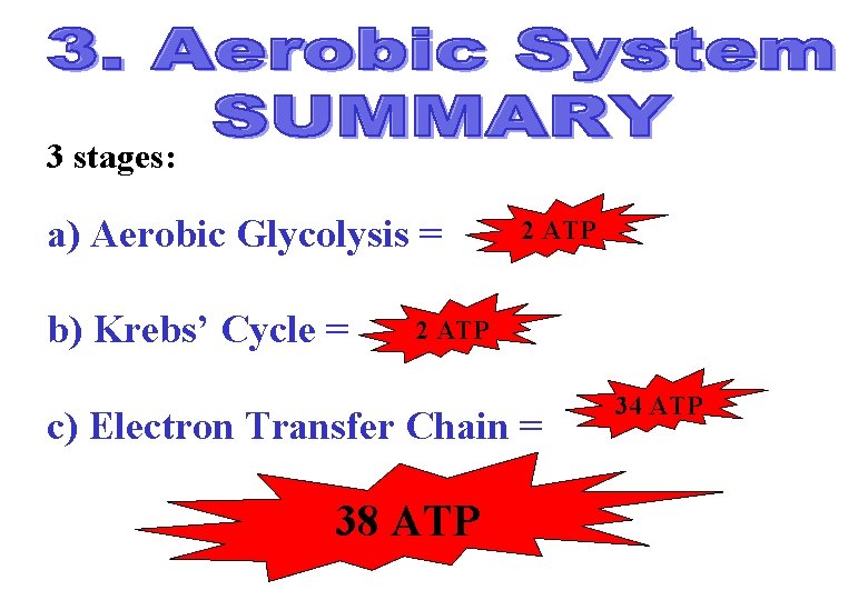 3 stages: a) Aerobic Glycolysis = b) Krebs’ Cycle = 2 ATP c) Electron