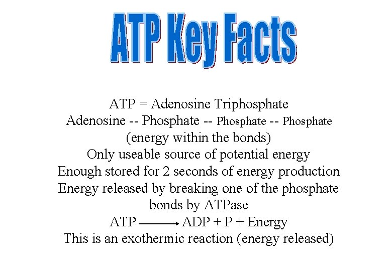 ATP = Adenosine Triphosphate Adenosine -- Phosphate (energy within the bonds) Only useable source
