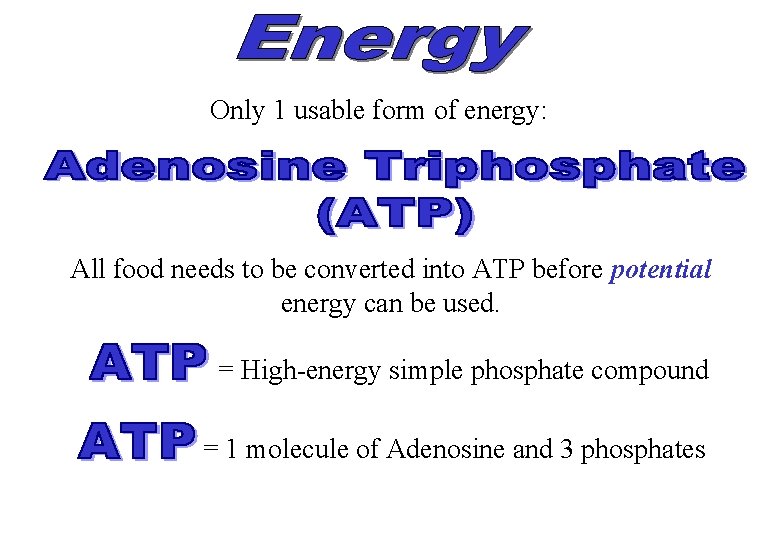 Only 1 usable form of energy: All food needs to be converted into ATP
