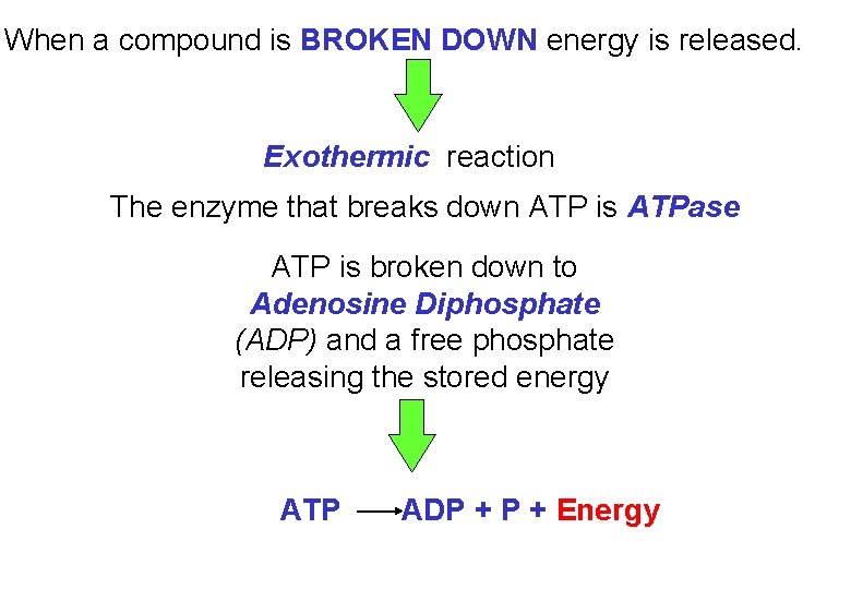 When a compound is BROKEN DOWN energy is released. Exothermic reaction The enzyme that