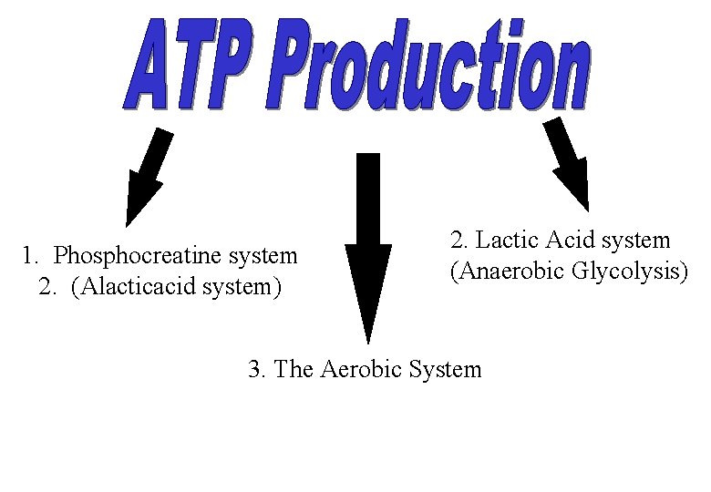 1. Phosphocreatine system 2. (Alacticacid system) 2. Lactic Acid system (Anaerobic Glycolysis) 3. The