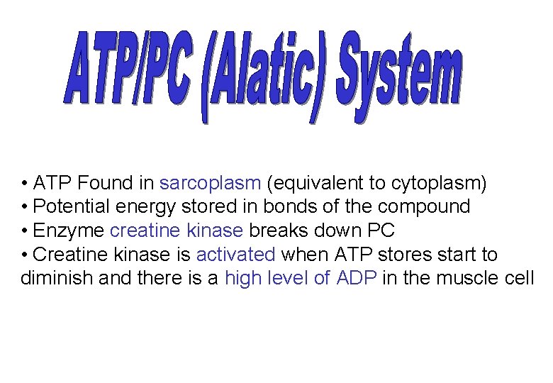  • ATP Found in sarcoplasm (equivalent to cytoplasm) • Potential energy stored in