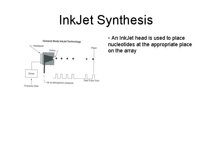 Ink. Jet Synthesis • An Ink. Jet head is used to place nucleotides at