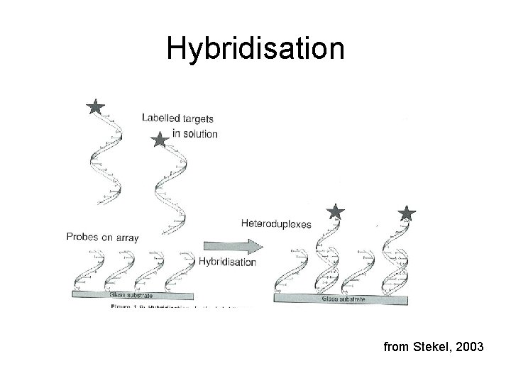 Hybridisation from Stekel, 2003 