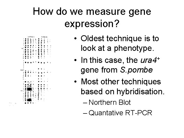 How do we measure gene expression? • Oldest technique is to look at a