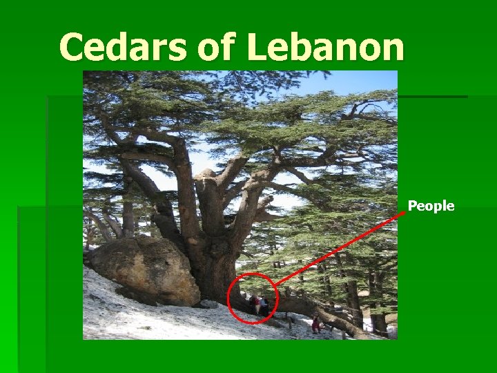 Cedars of Lebanon People 