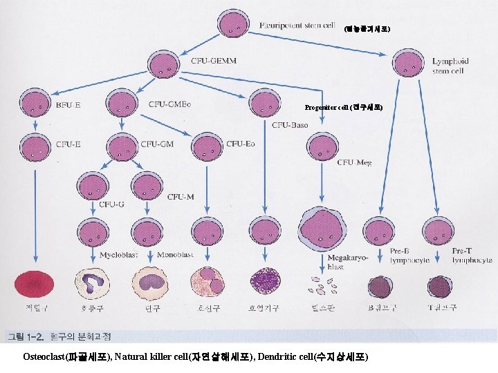 (원능줄기세포) Progenitor cell (전구세포) Osteoclast(파골세포), Natural killer cell(자연살해세포), Dendritic cell(수지상세포) 