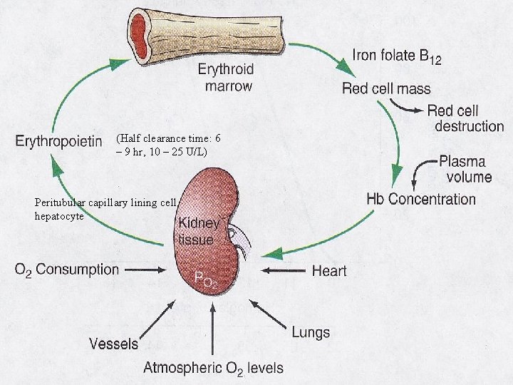 (Half clearance time: 6 – 9 hr, 10 – 25 U/L) Peritubular capillary lining