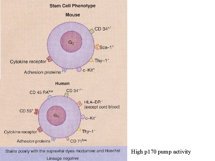 High p 170 pump activity 