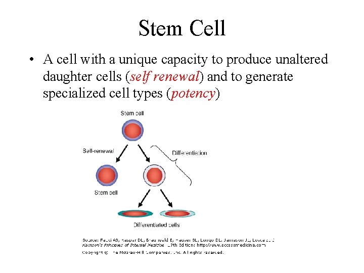 Stem Cell • A cell with a unique capacity to produce unaltered daughter cells