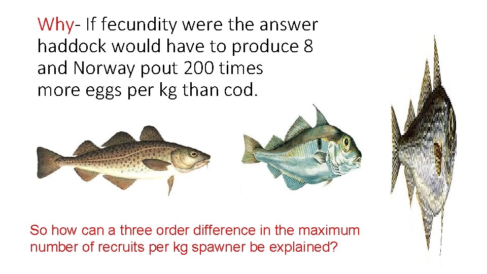 Why- If fecundity were the answer haddock would have to produce 8 and Norway