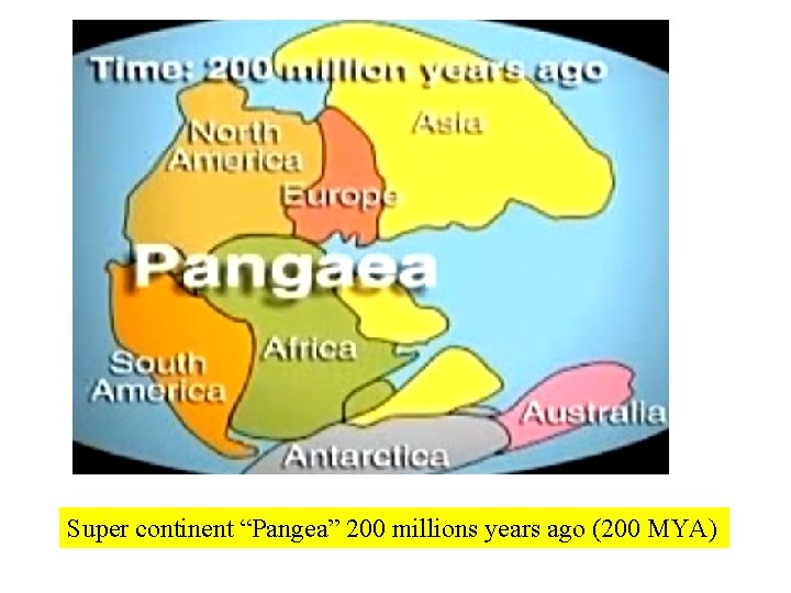 Super continent “Pangea” 200 millions years ago (200 MYA) 