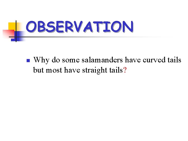 OBSERVATION n Why do some salamanders have curved tails but most have straight tails?