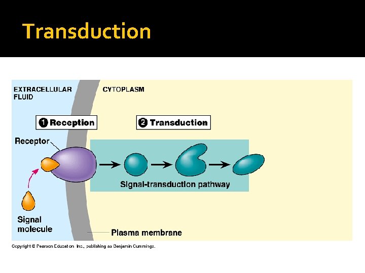 Transduction 