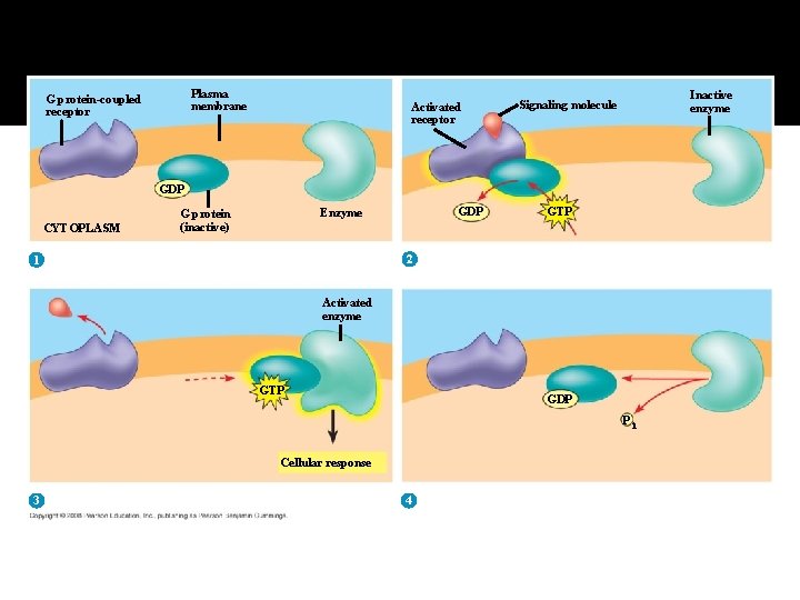 Fig. 11 -7 b Plasma membrane G protein-coupled receptor Activated receptor Inactive enzyme Signaling