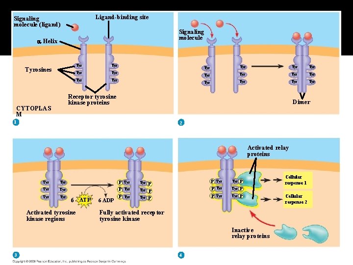 Fig. 11 -7 c Ligand-binding site Signaling molecule (ligand) Signaling molecule Helix Tyrosines Tyr