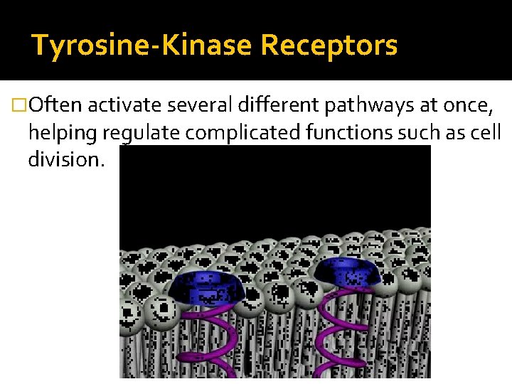 Tyrosine-Kinase Receptors �Often activate several different pathways at once, helping regulate complicated functions such
