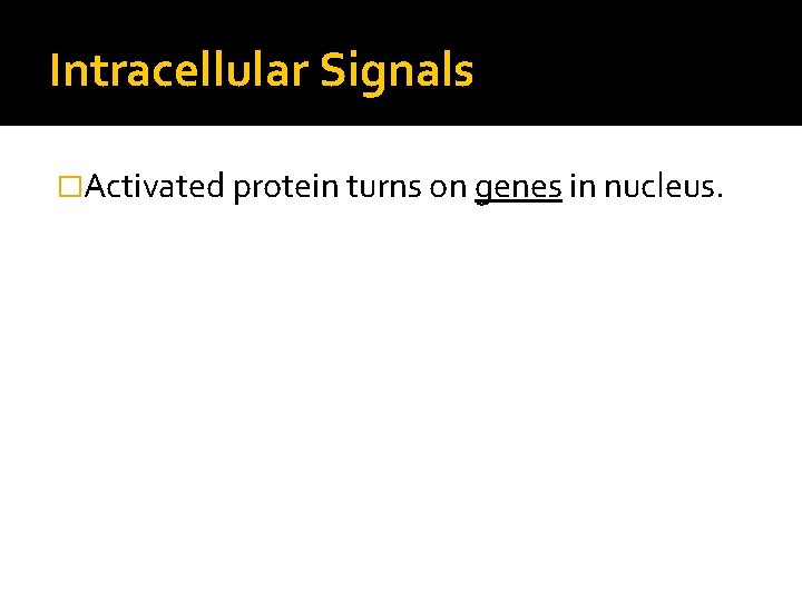 Intracellular Signals �Activated protein turns on genes in nucleus. 