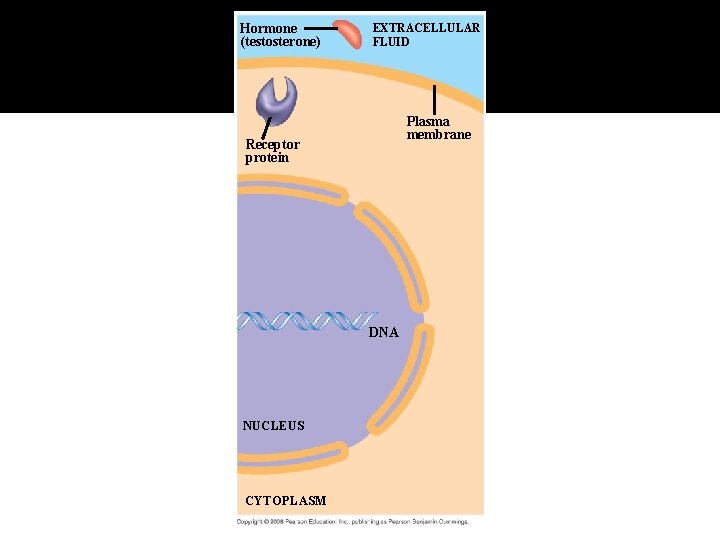 Fig. 11 -8 -1 Hormone (testosterone) EXTRACELLULAR FLUID Plasma membrane Receptor protein DNA NUCLEUS