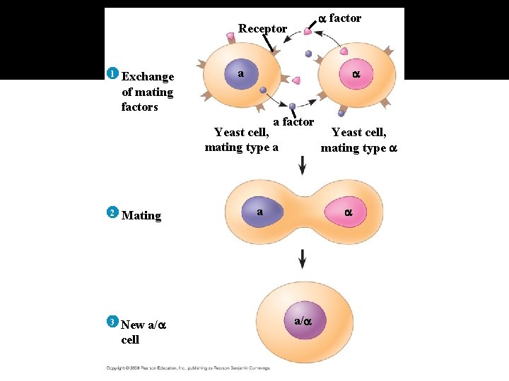 Fig. 11 -2 factor Receptor 1 Exchange of mating factors a a factor Yeast