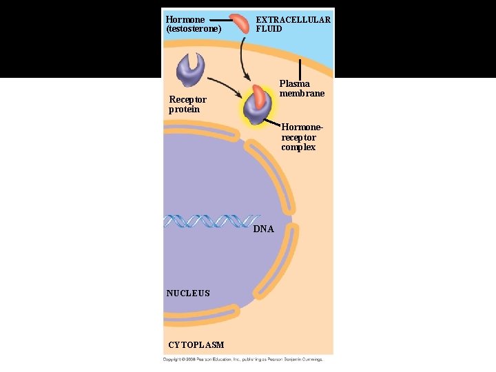 Fig. 11 -8 -2 Hormone (testosterone) EXTRACELLULAR FLUID Plasma membrane Receptor protein Hormonereceptor complex