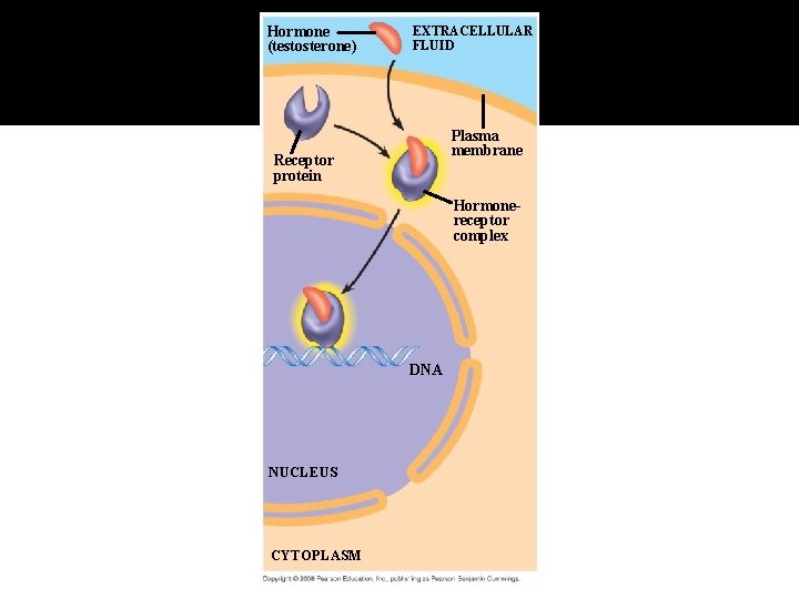 Fig. 11 -8 -3 Hormone (testosterone) EXTRACELLULAR FLUID Plasma membrane Receptor protein Hormonereceptor complex