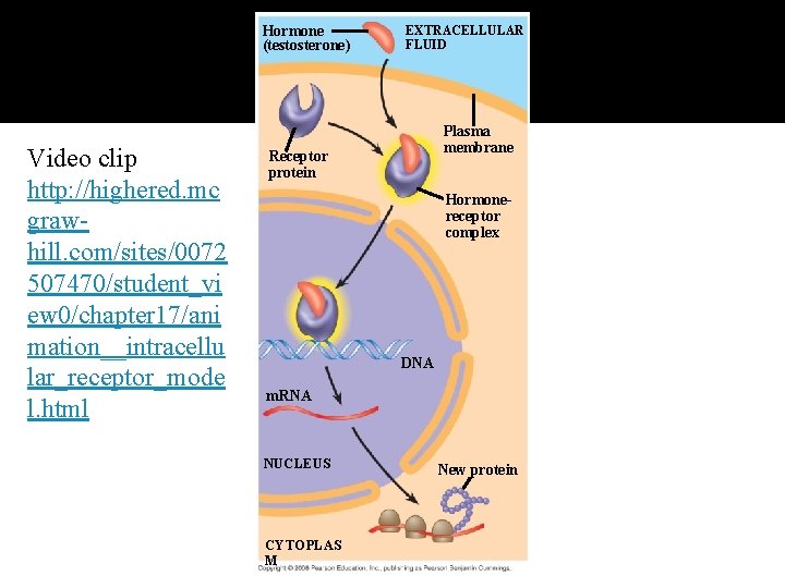 Fig. 11 -8 -5 Hormone (testosterone) Video clip http: //highered. mc grawhill. com/sites/0072 507470/student_vi