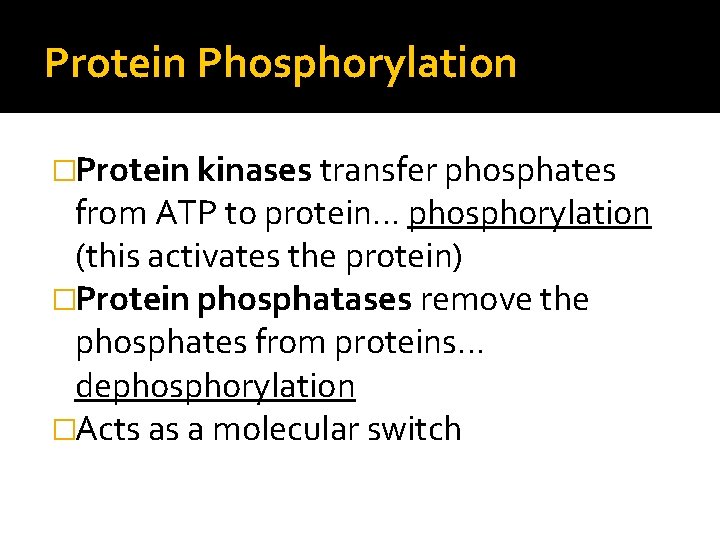 Protein Phosphorylation �Protein kinases transfer phosphates from ATP to protein… phosphorylation (this activates the