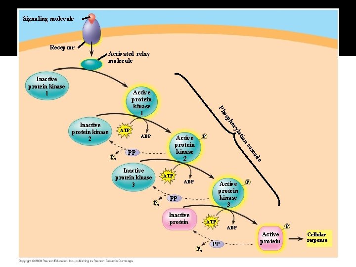Fig. 11 -9 Signaling molecule Receptor Activated relay molecule Inactive protein kinase 1 Inactive