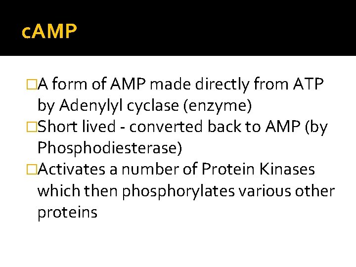 c. AMP �A form of AMP made directly from ATP by Adenylyl cyclase (enzyme)