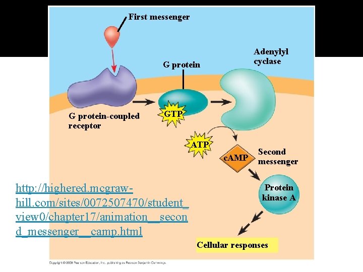 Fig. 11 -11 First messenger Adenylyl cyclase G protein-coupled receptor GTP ATP c. AMP