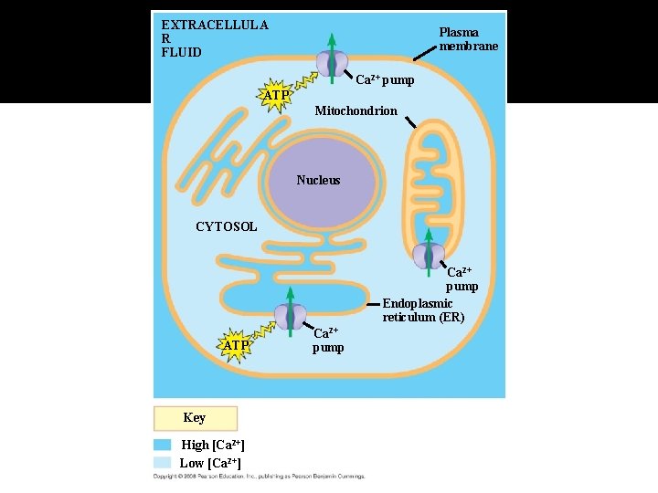 Fig. 11 -12 EXTRACELLULA R FLUID Plasma membrane Ca 2+ pump ATP Mitochondrion Nucleus