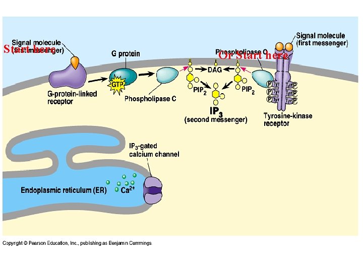 Start here Or Start here 