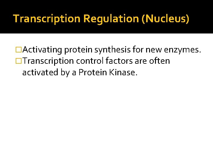 Transcription Regulation (Nucleus) �Activating protein synthesis for new enzymes. �Transcription control factors are often