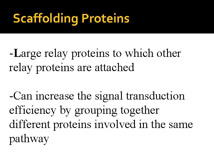 Scaffolding Proteins -Large relay proteins to which other relay proteins are attached -Can increase