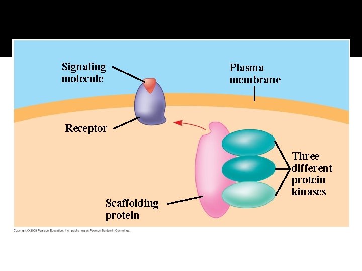 Fig. 11 -18 Signaling molecule Plasma membrane Receptor Scaffolding protein Three different protein kinases