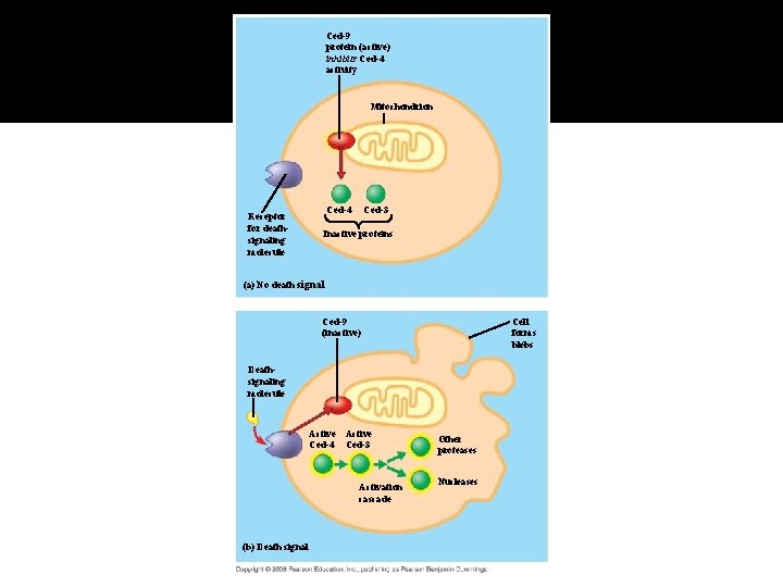 Fig. 11 -20 Ced-9 protein (active) inhibits Ced-4 activity Mitochondrion Receptor for deathsignaling molecule