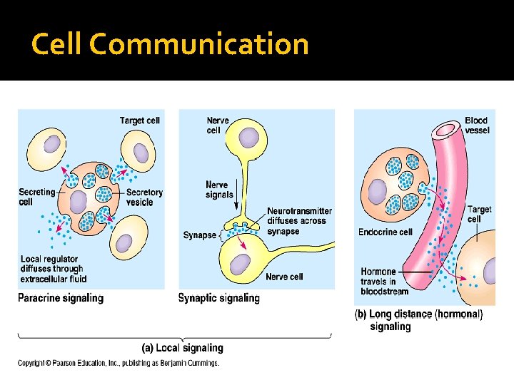 Cell Communication 