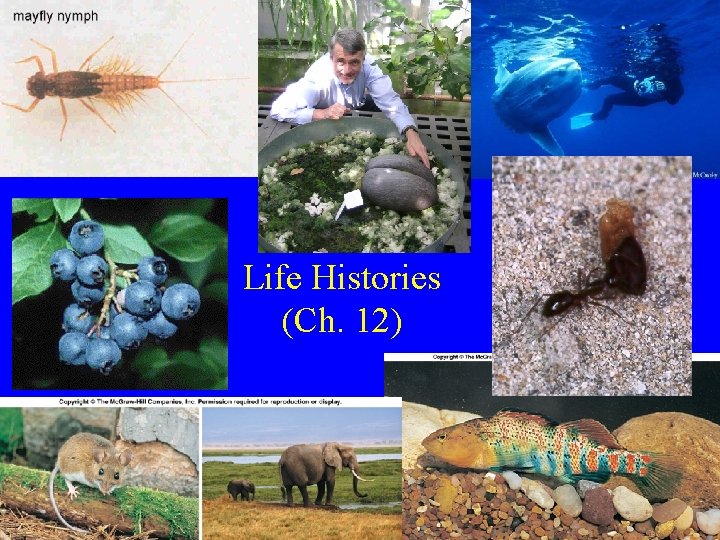 Life Histories (Ch. 12) 