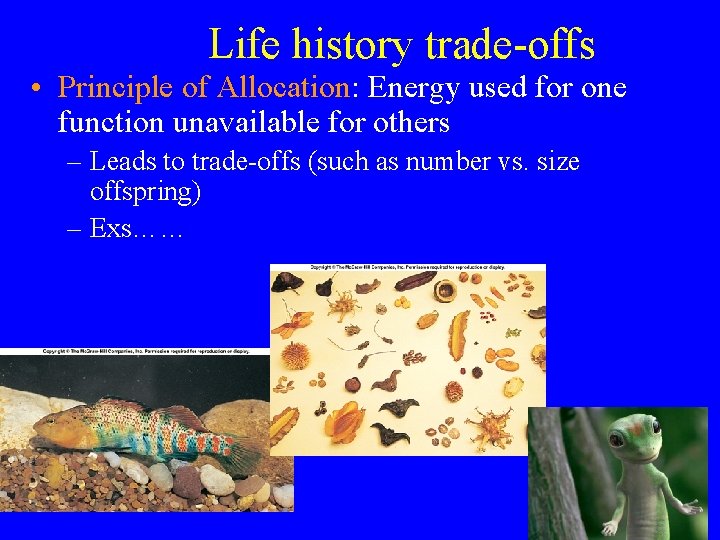 Life history trade-offs • Principle of Allocation: Energy used for one function unavailable for