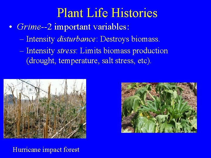 Plant Life Histories • Grime--2 important variables: – Intensity disturbance: Destroys biomass. – Intensity