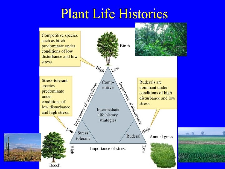 Plant Life Histories 