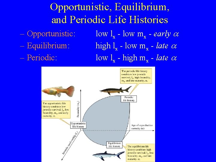 Opportunistic, Equilibrium, and Periodic Life Histories – Opportunistic: – Equilibrium: – Periodic: low lx